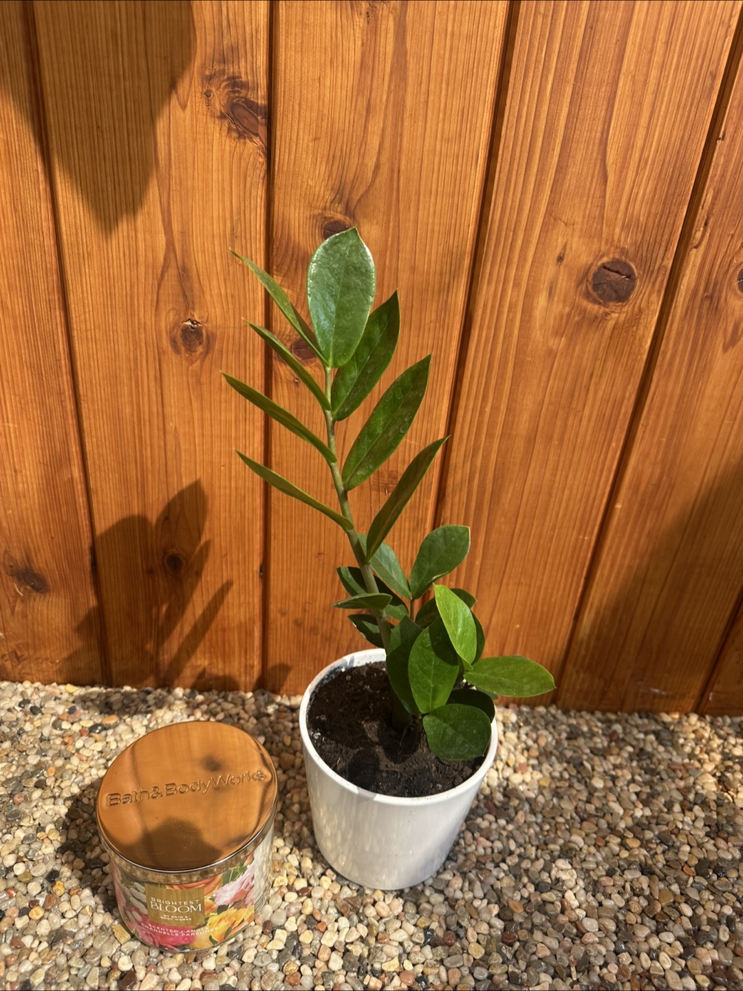 Zz plant in pot - photo 3