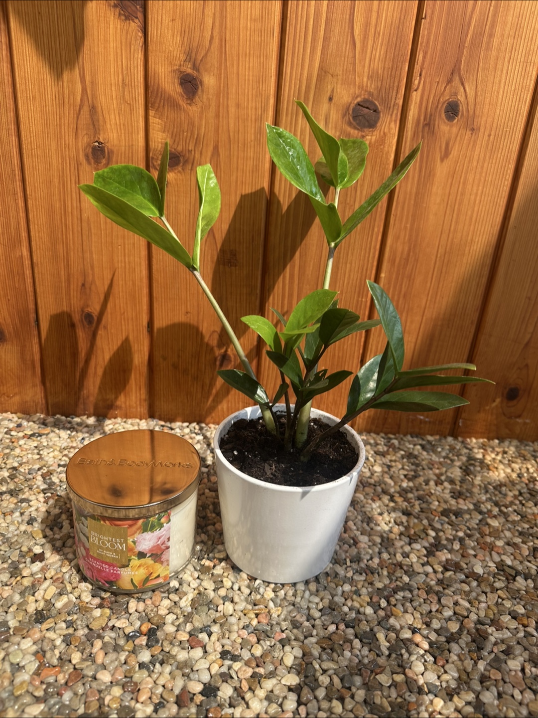 Zz plant in pot - photo 2
