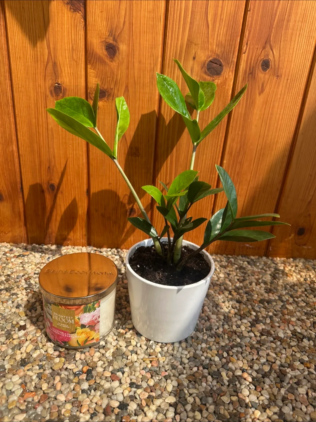 Zz plant in pot image indicator(2)