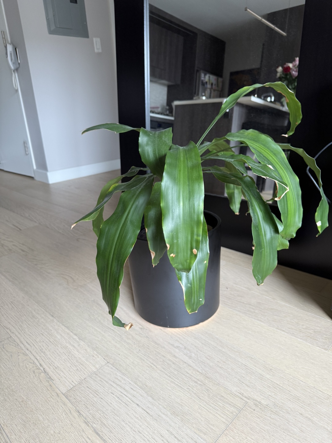 Live Houseplant in Black Planter