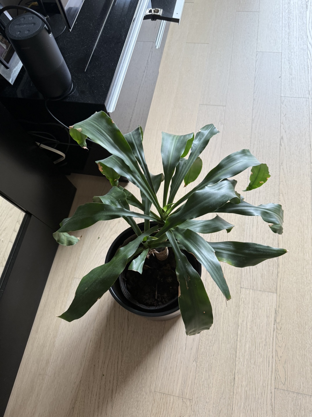 Live Houseplant in Black Planter - photo 2