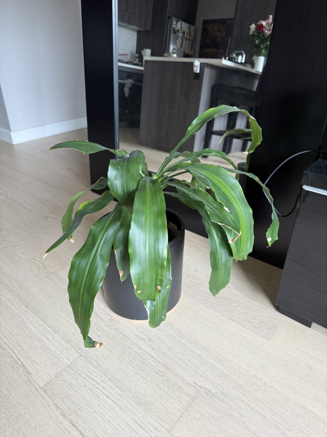 Live Houseplant in Black Planter - photo 3