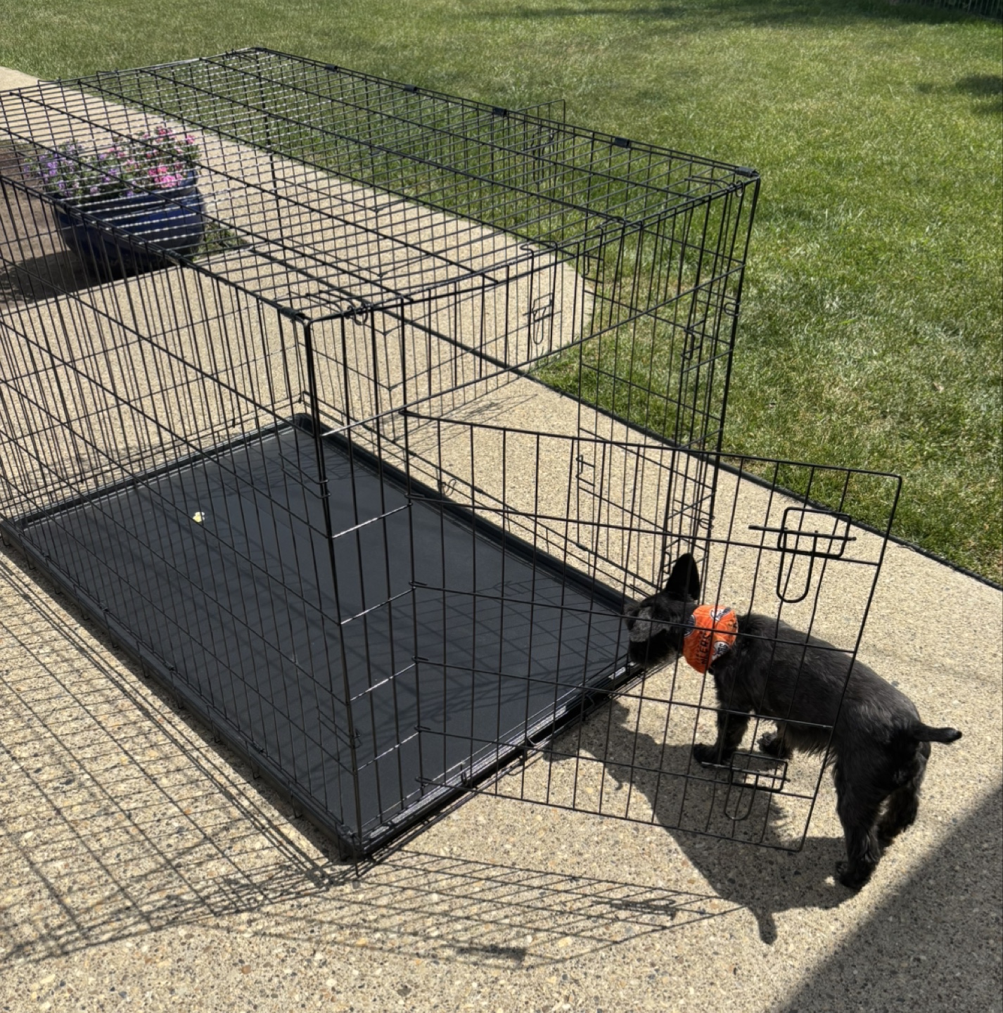 XXL Dog Crate - photo 4