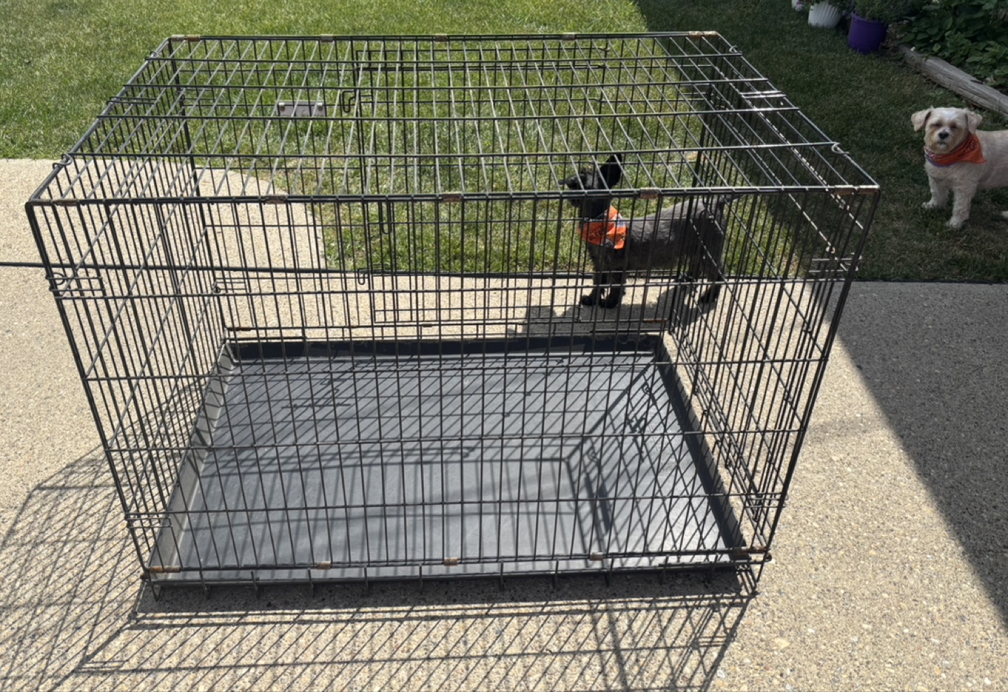 XL Precision Dog Crate