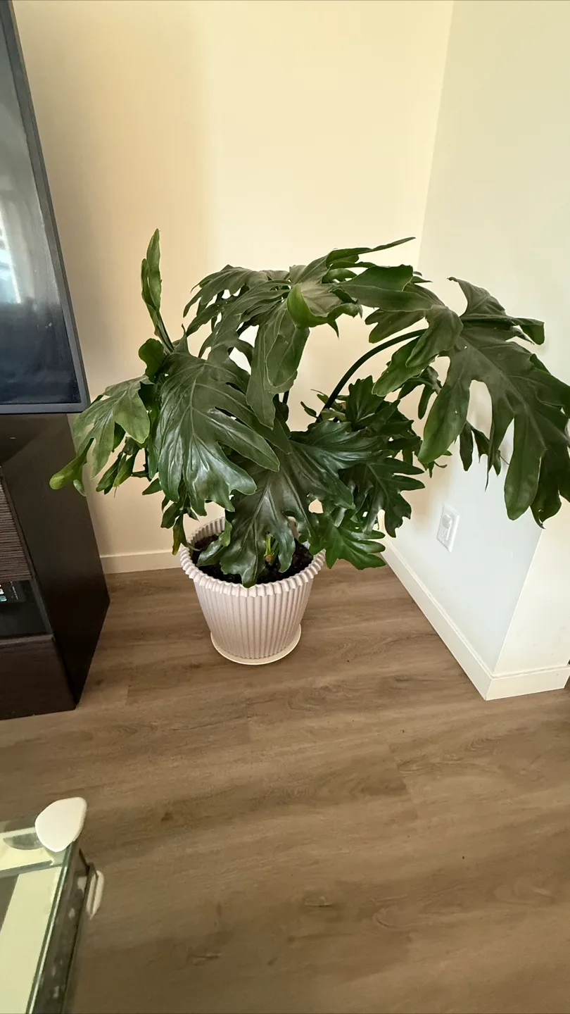 Large Indoor Plant thumbnail