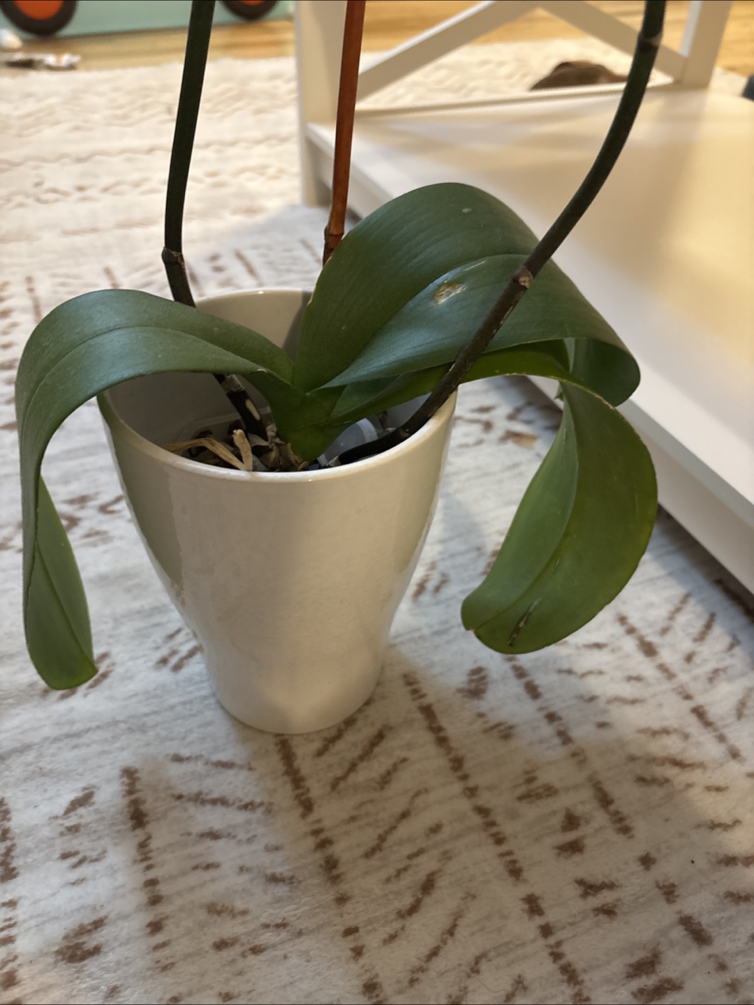 Orchid plant in ceramic pot - photo 2