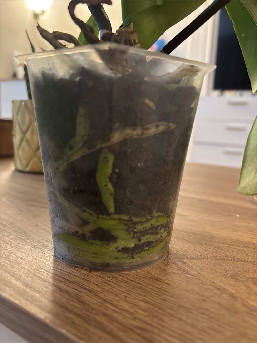 Orchid plant in ceramic pot - photo 3