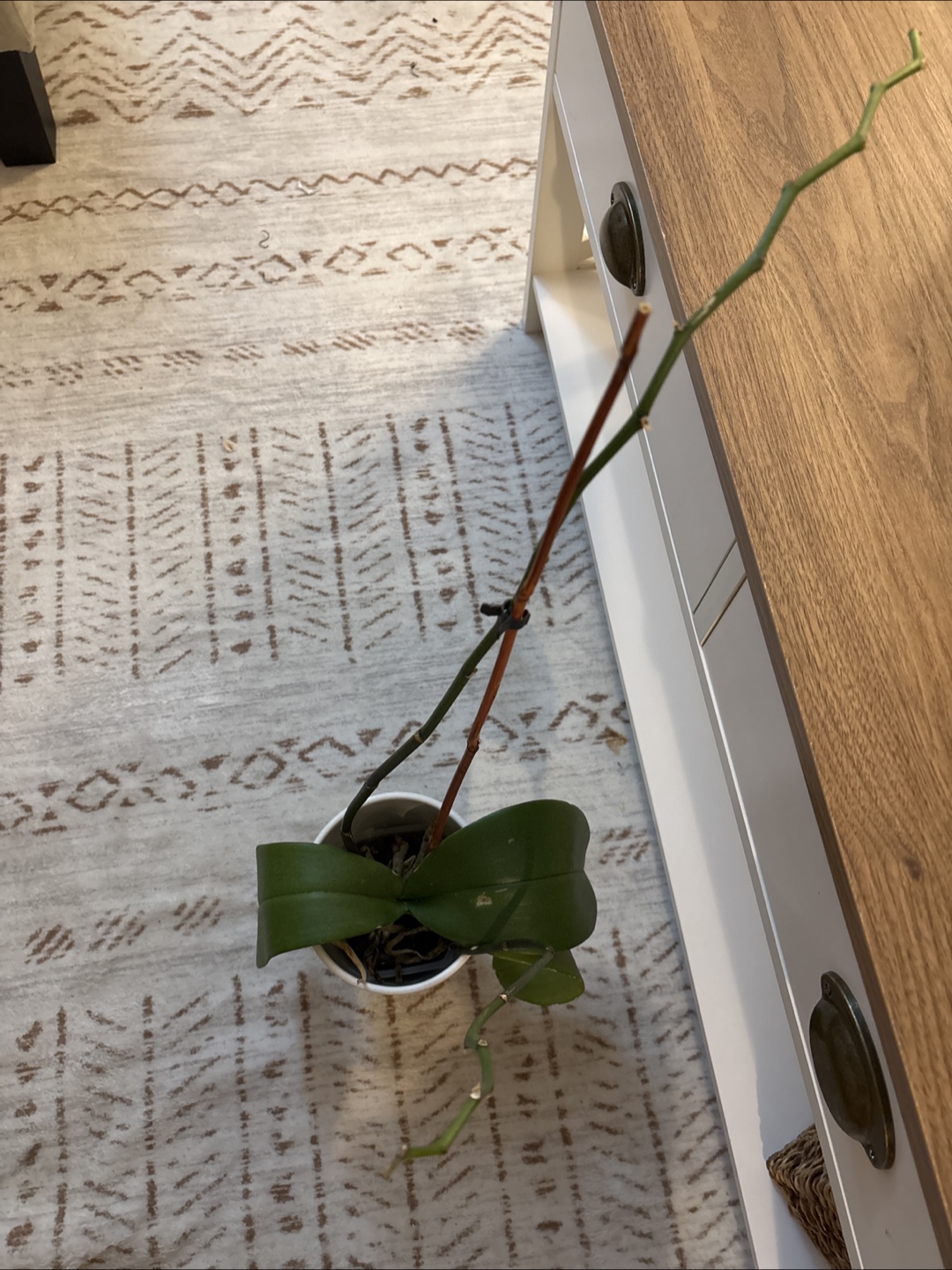 Orchid plant in ceramic pot