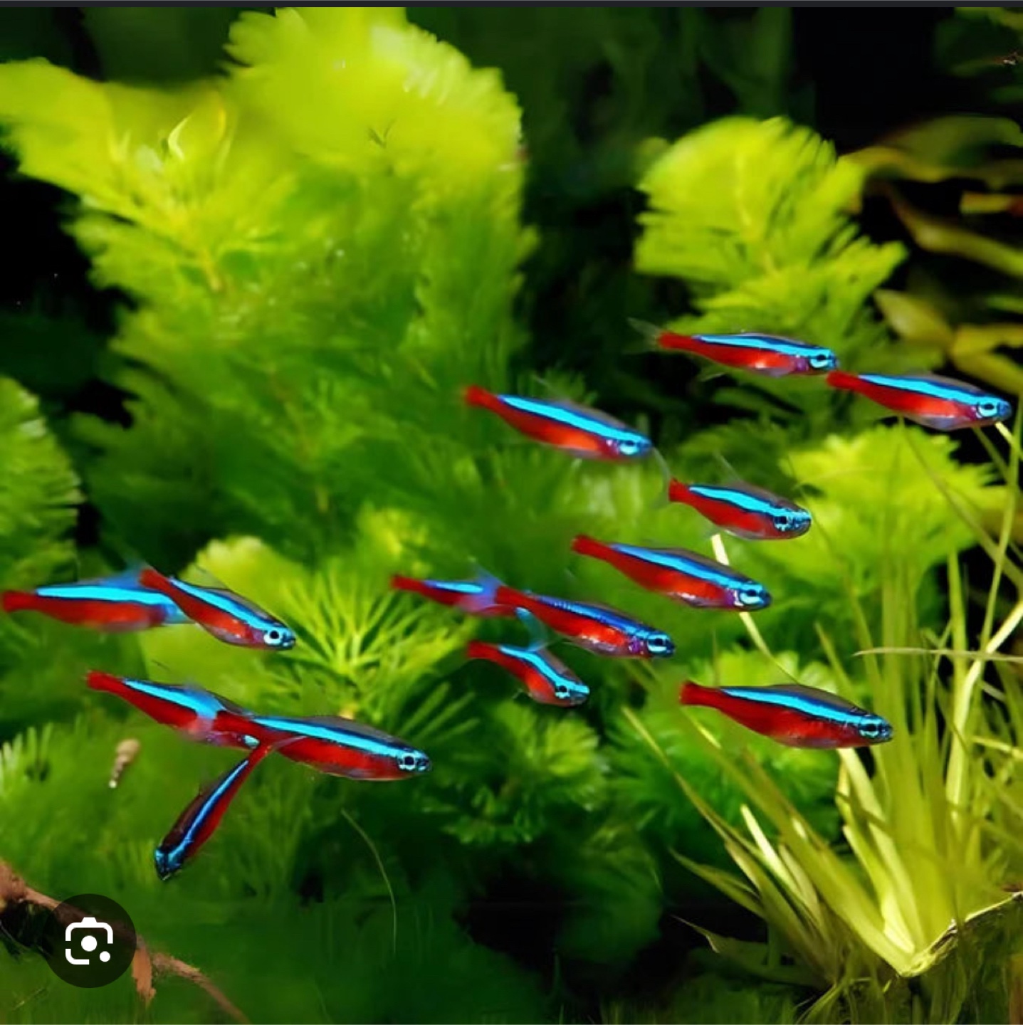 Cardinal Tetra Fish