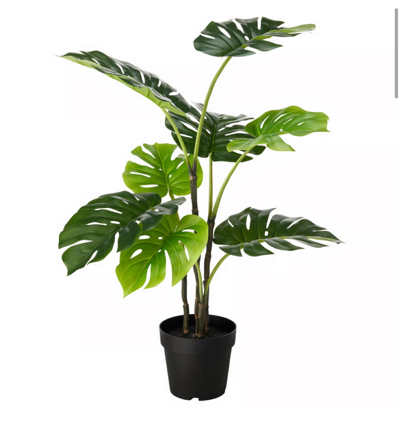 Monstera 7 1/2 “ - photo 2