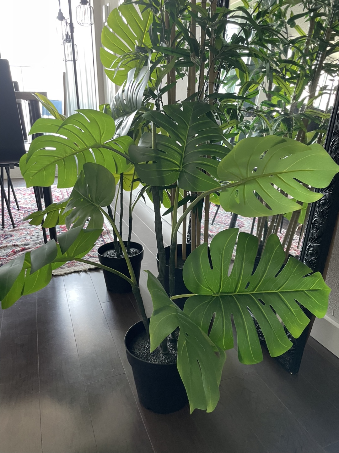 Monstera 7 1/2 “