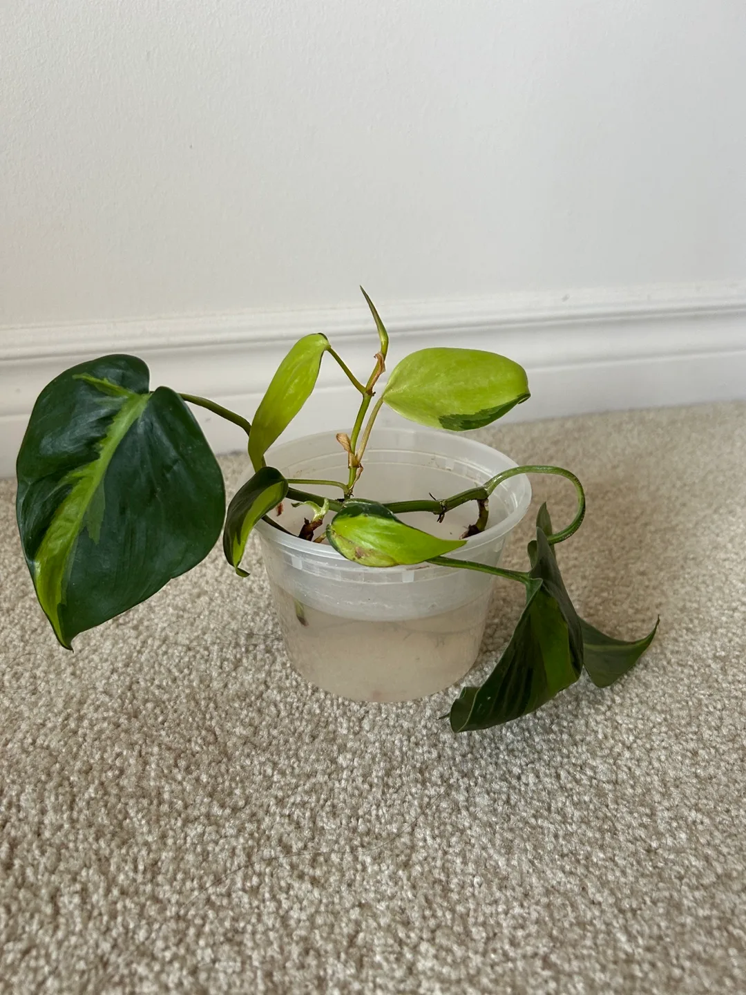 Potted Houseplant/ Pothos image indicator(2)
