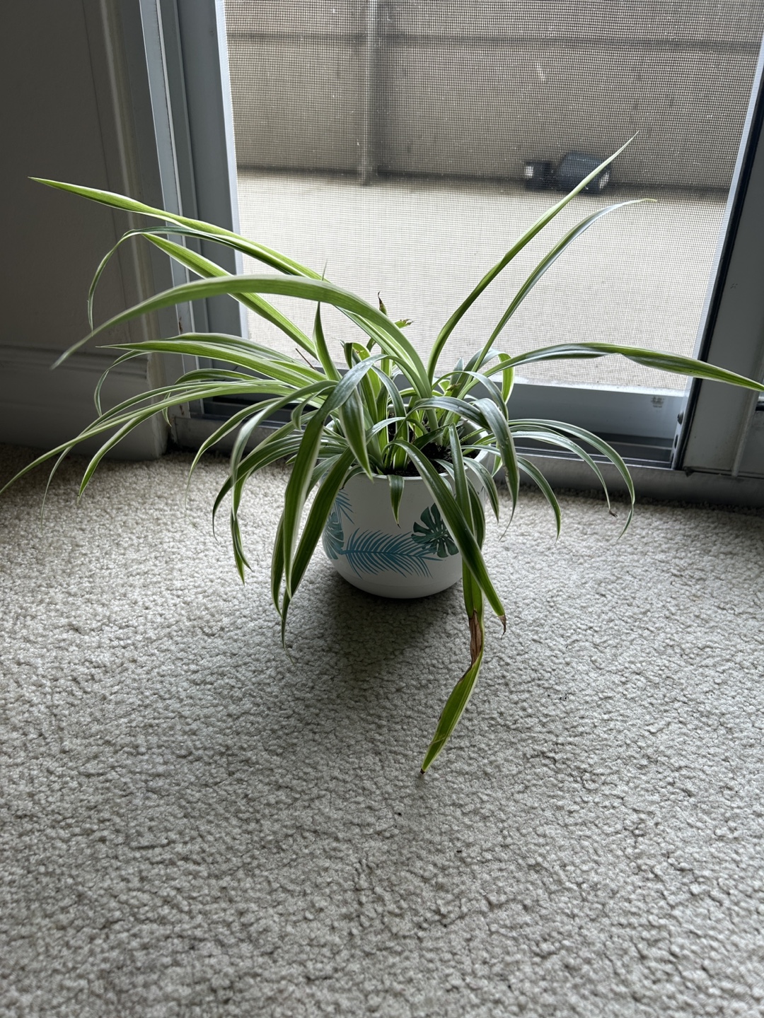 Spider Plant in Decorative Pot