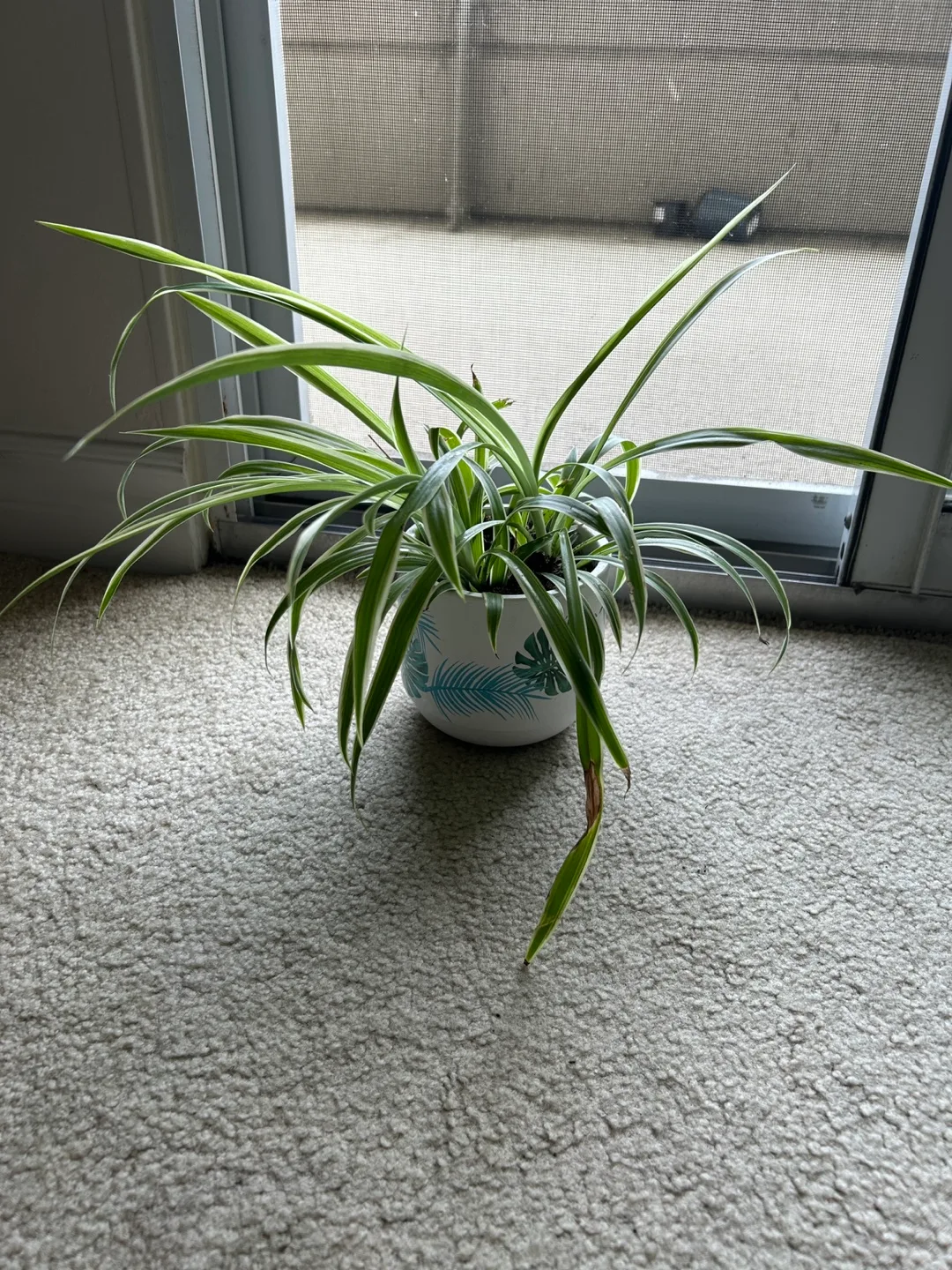 Spider Plant in Decorative Pot thumbnail