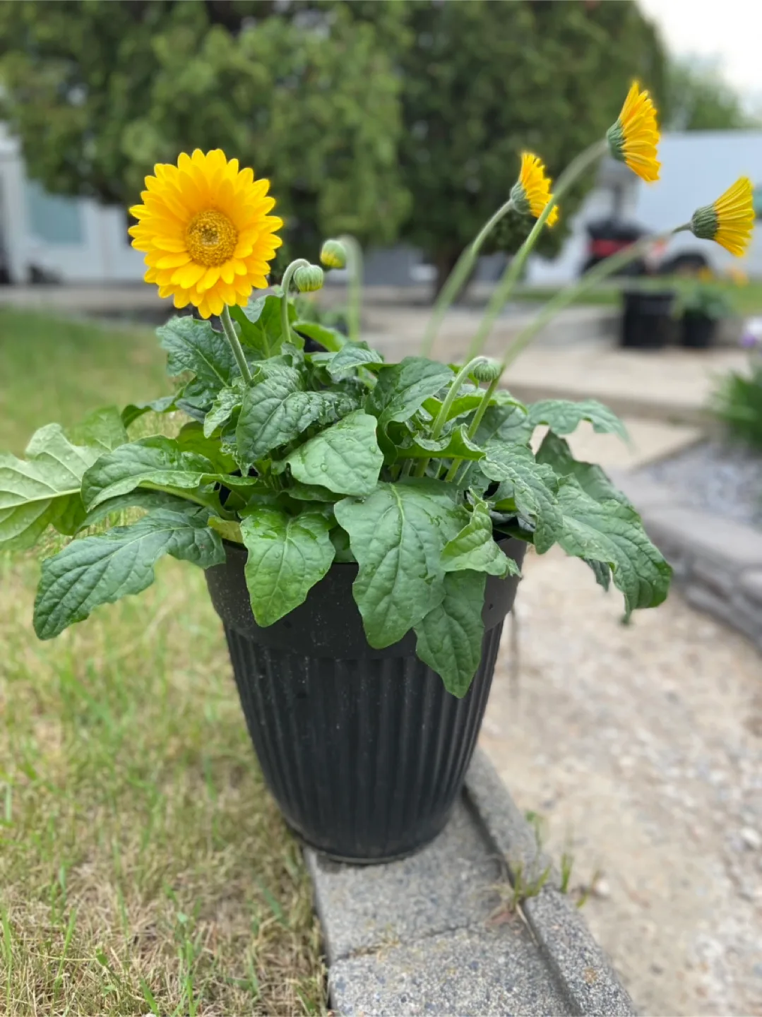 Yellow Gerbera Daisy Plant thumbnail