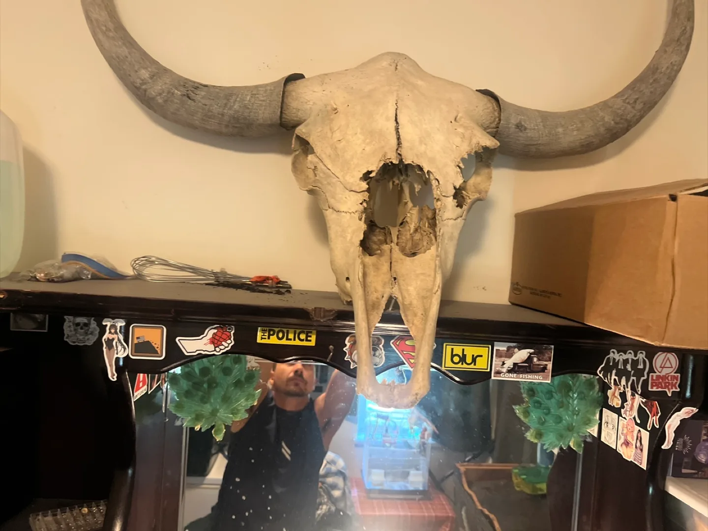 Bison Skull Mount🇨🇦 image indicator(2)