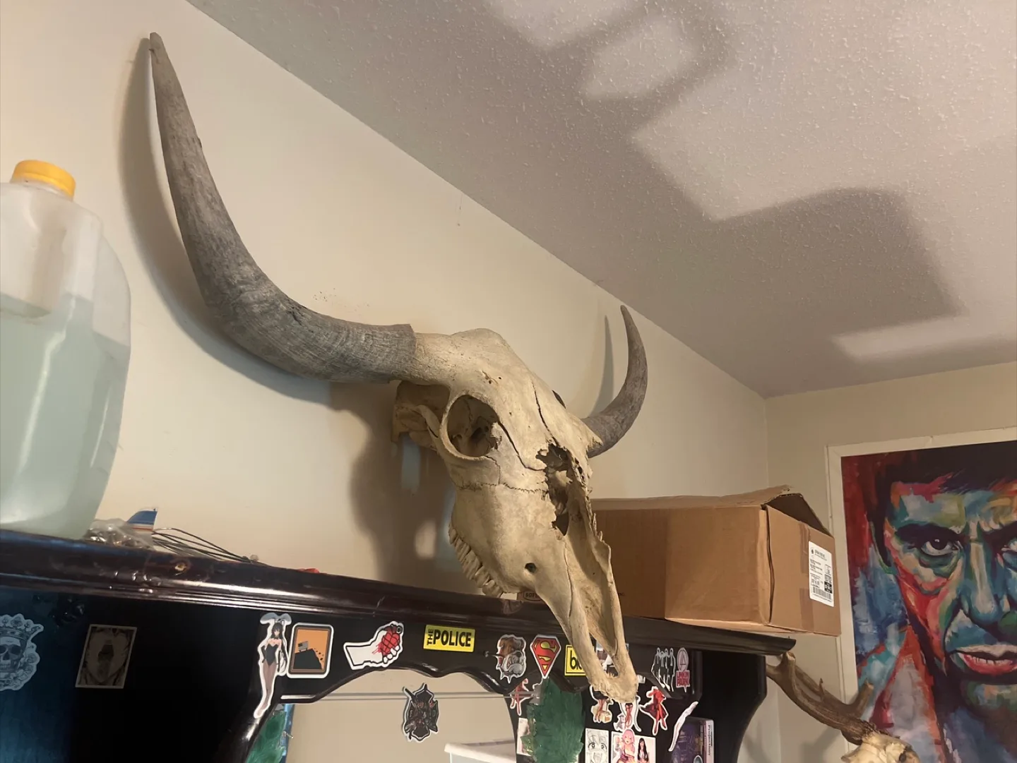 Bison Skull Mount🇨🇦 image indicator(3)