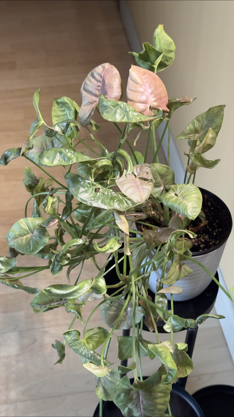 Syngonium pink princess - photo 2