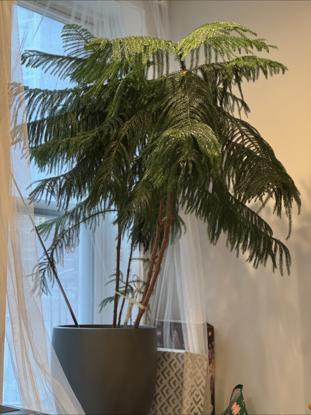 🌳Large Indoor Tree