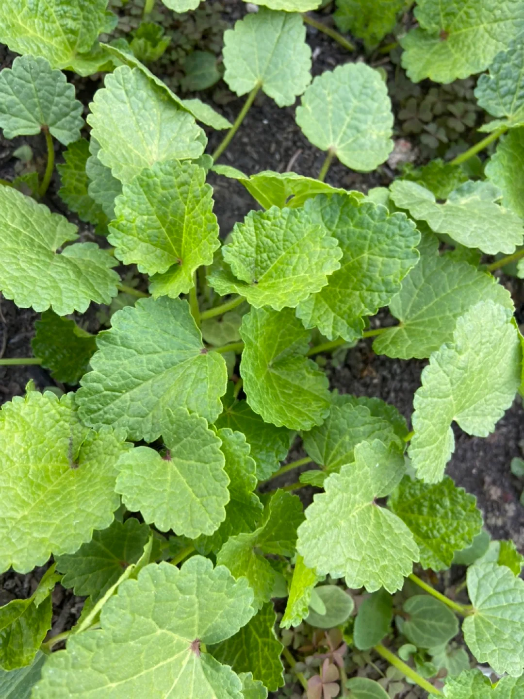 Country Romance Hollyhock (Common Mallow) Plants thumbnail