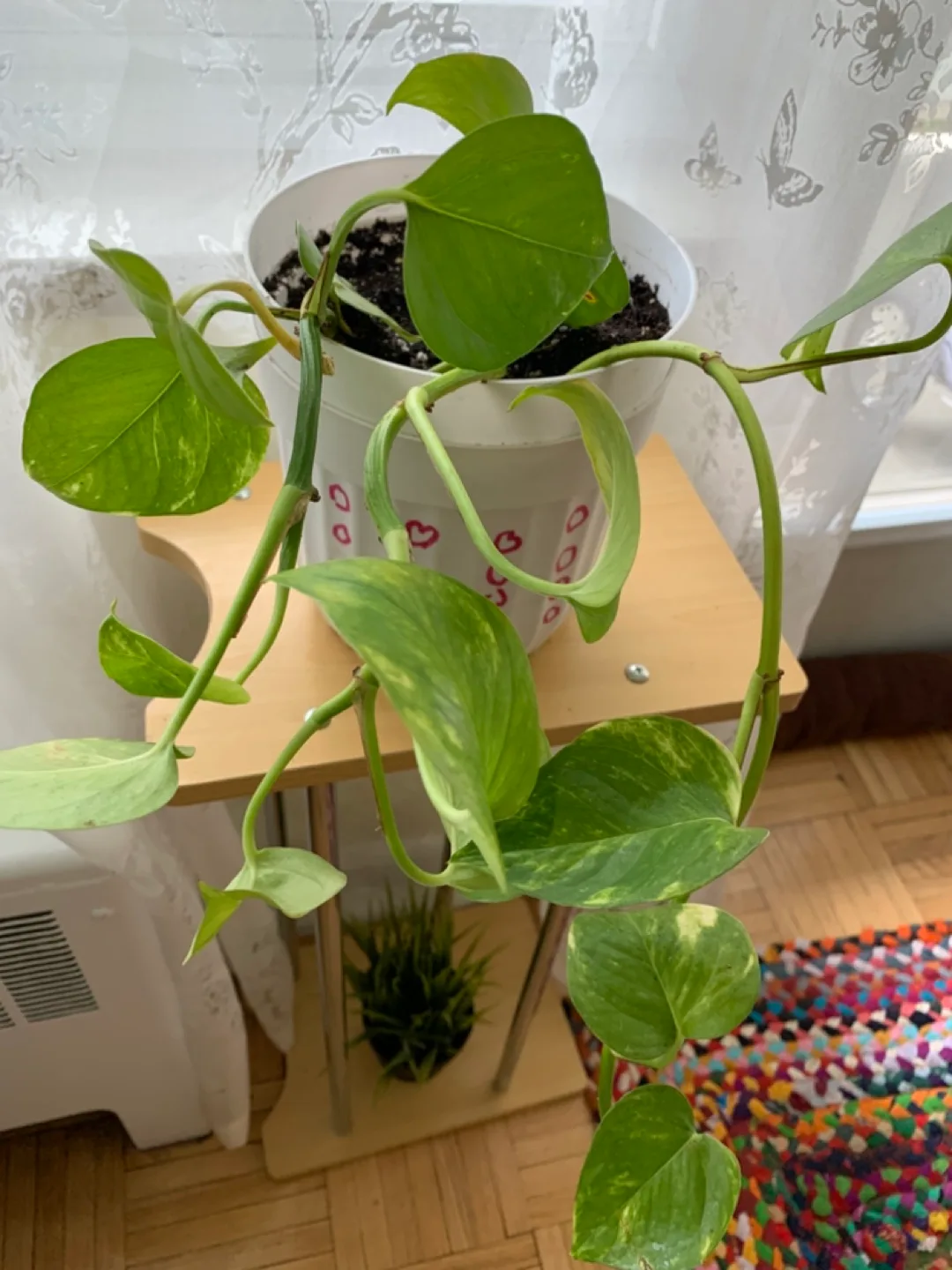 Nice plant with white pot thumbnail