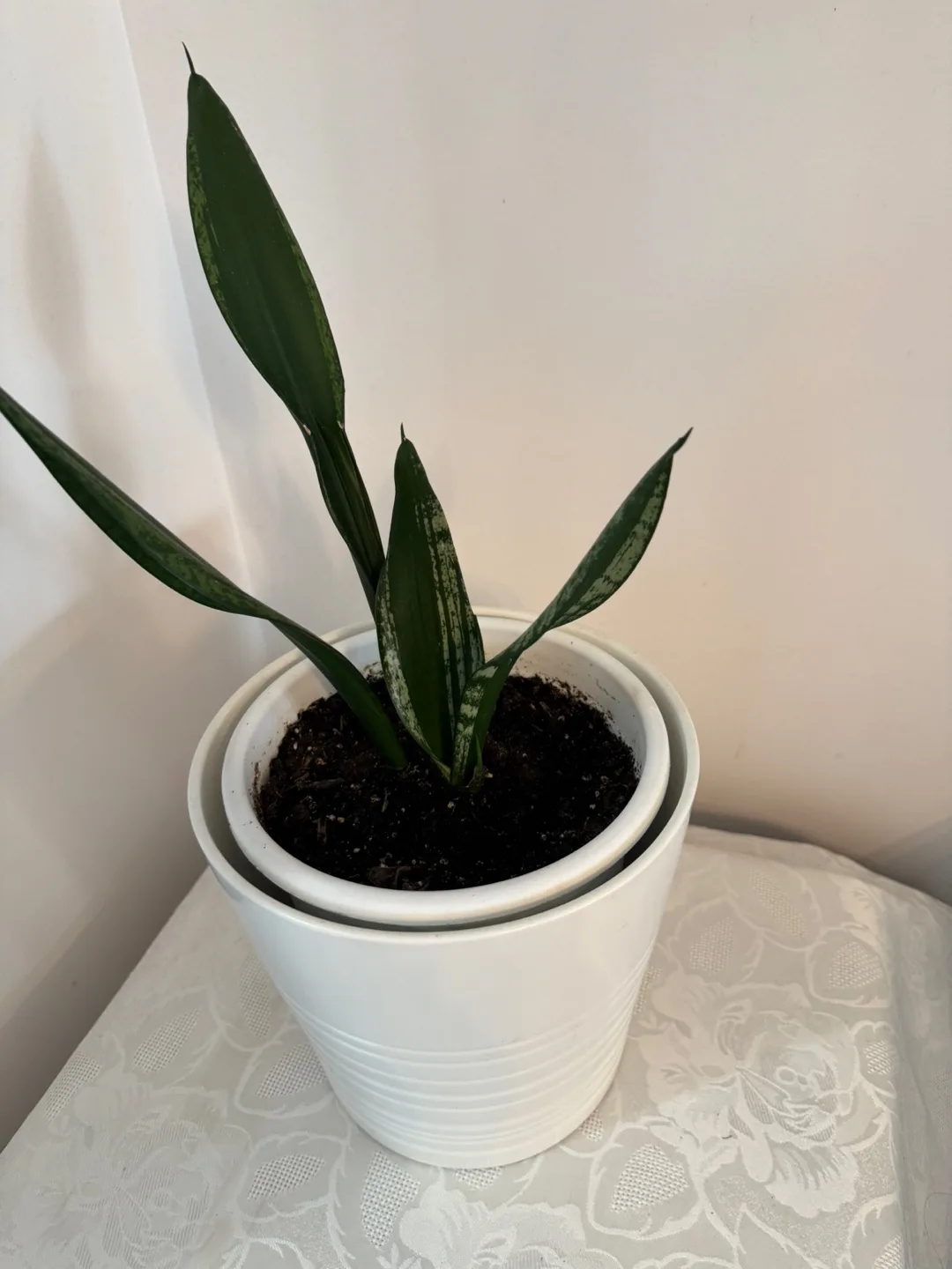 Snake Plant in White Pot image indicator(3)