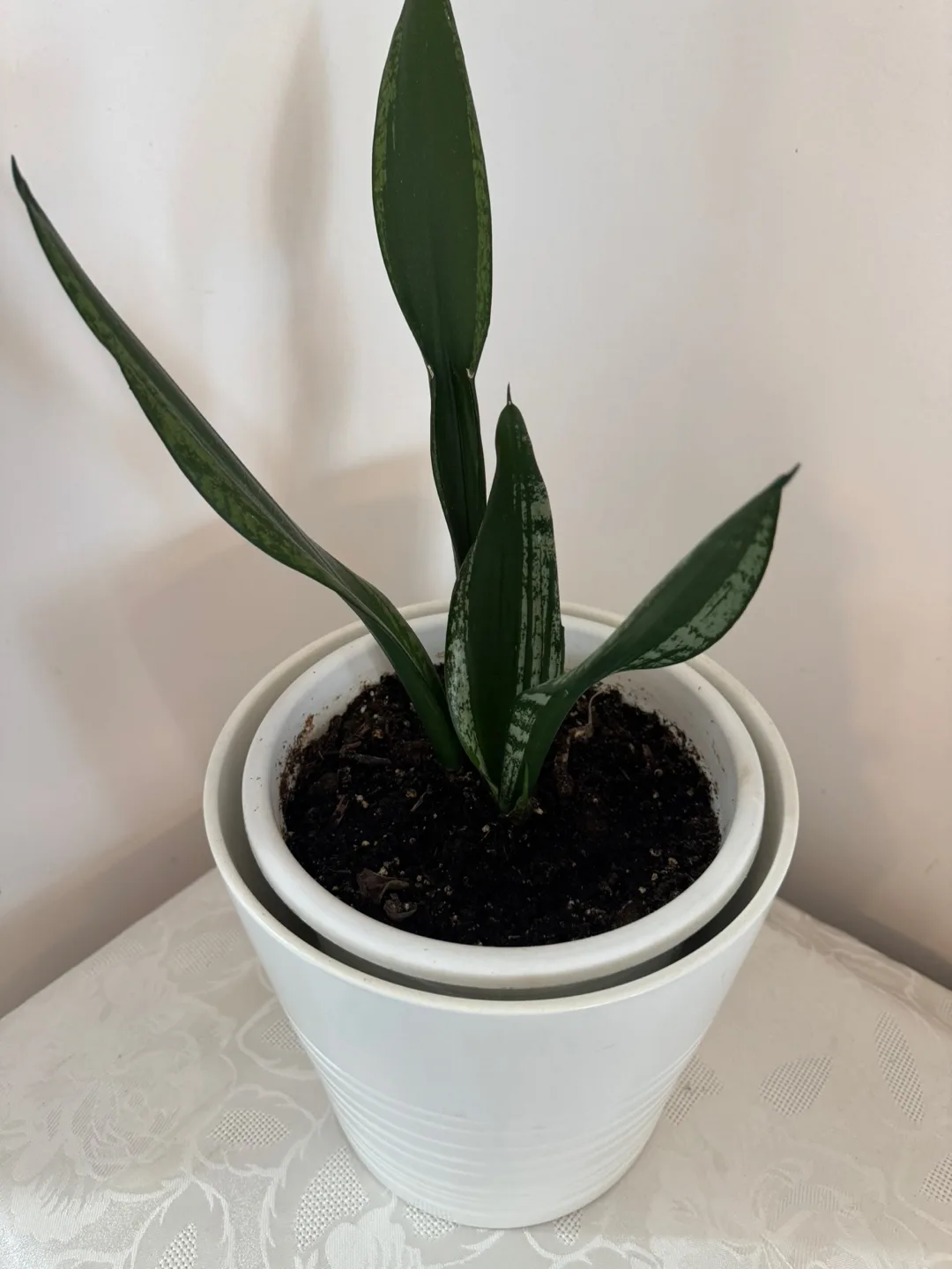 Snake Plant in White Pot image indicator(2)