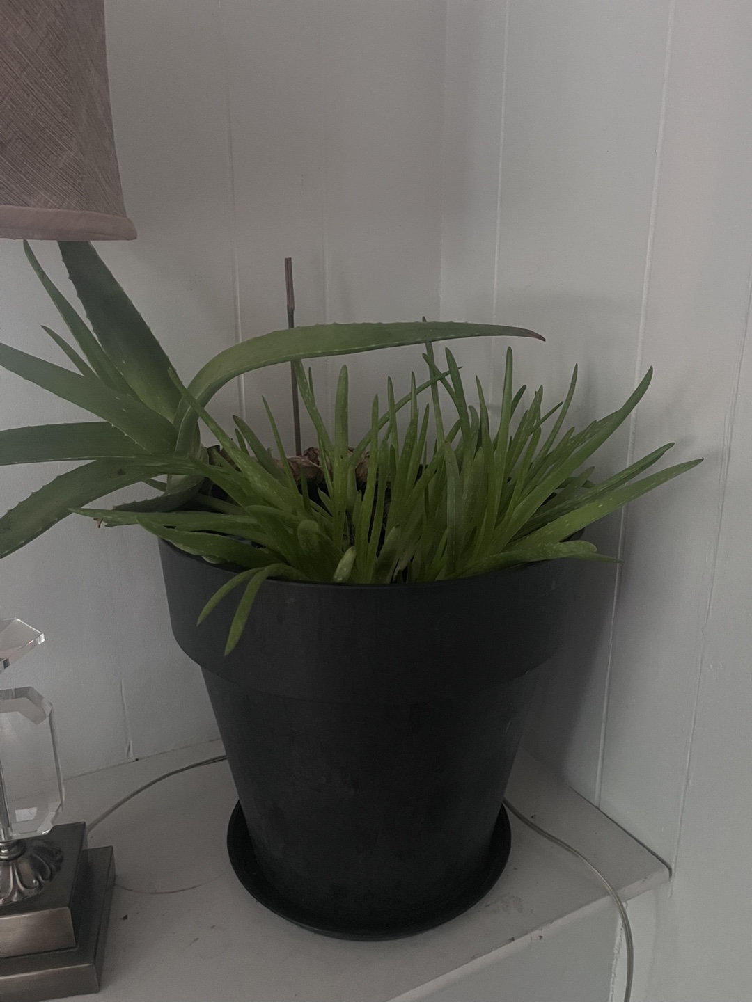Aloe Vera Plant