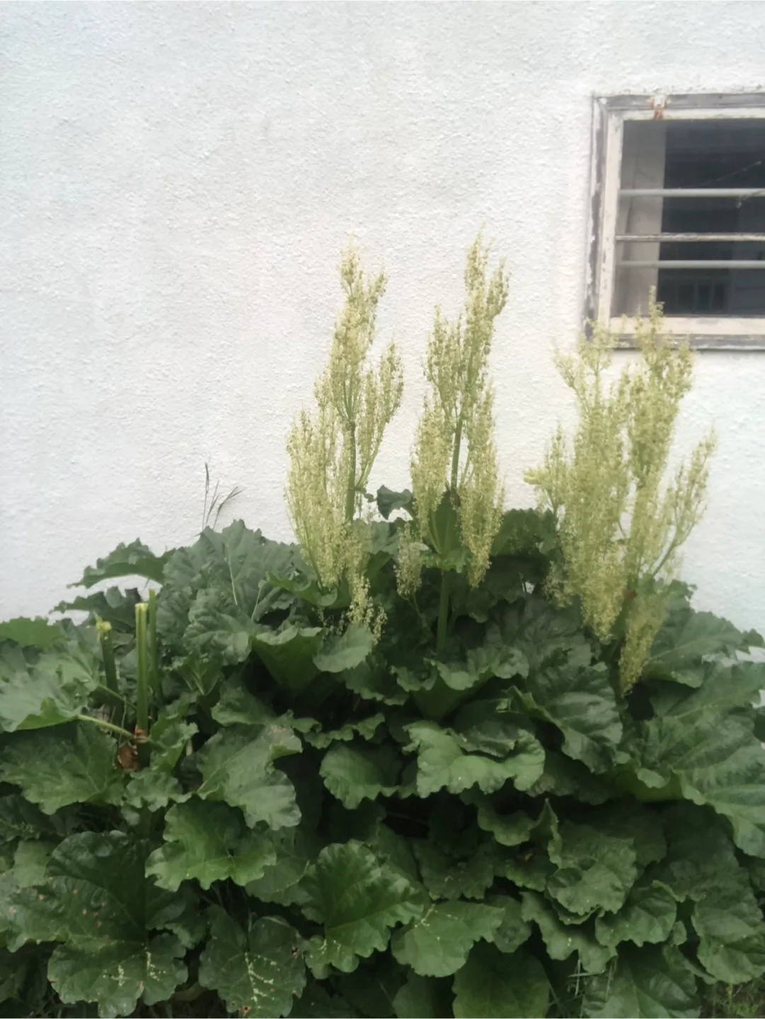 ORGANIC YOUNG RHUBARB thumbnail