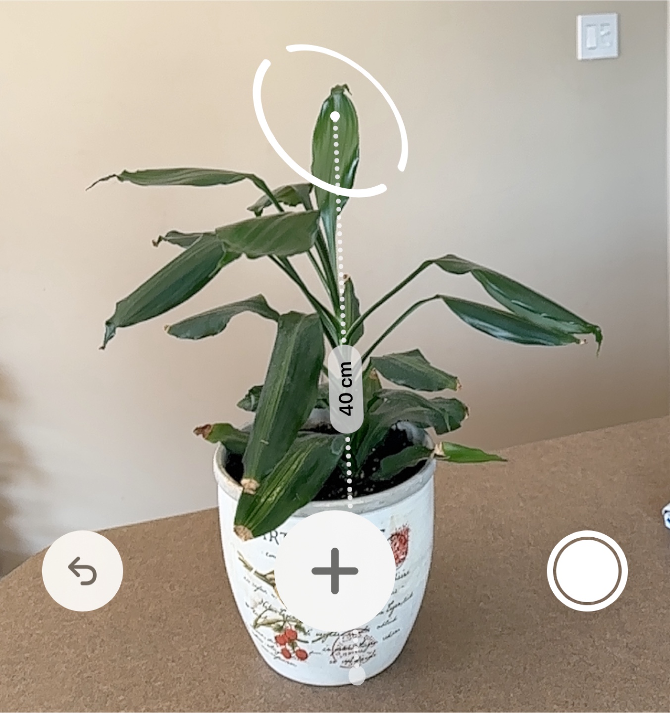Potted Houseplant - photo 2