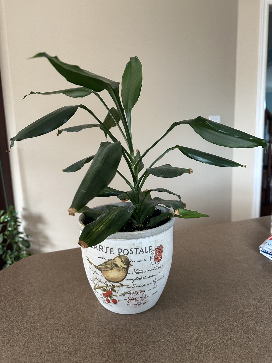 Potted Houseplant