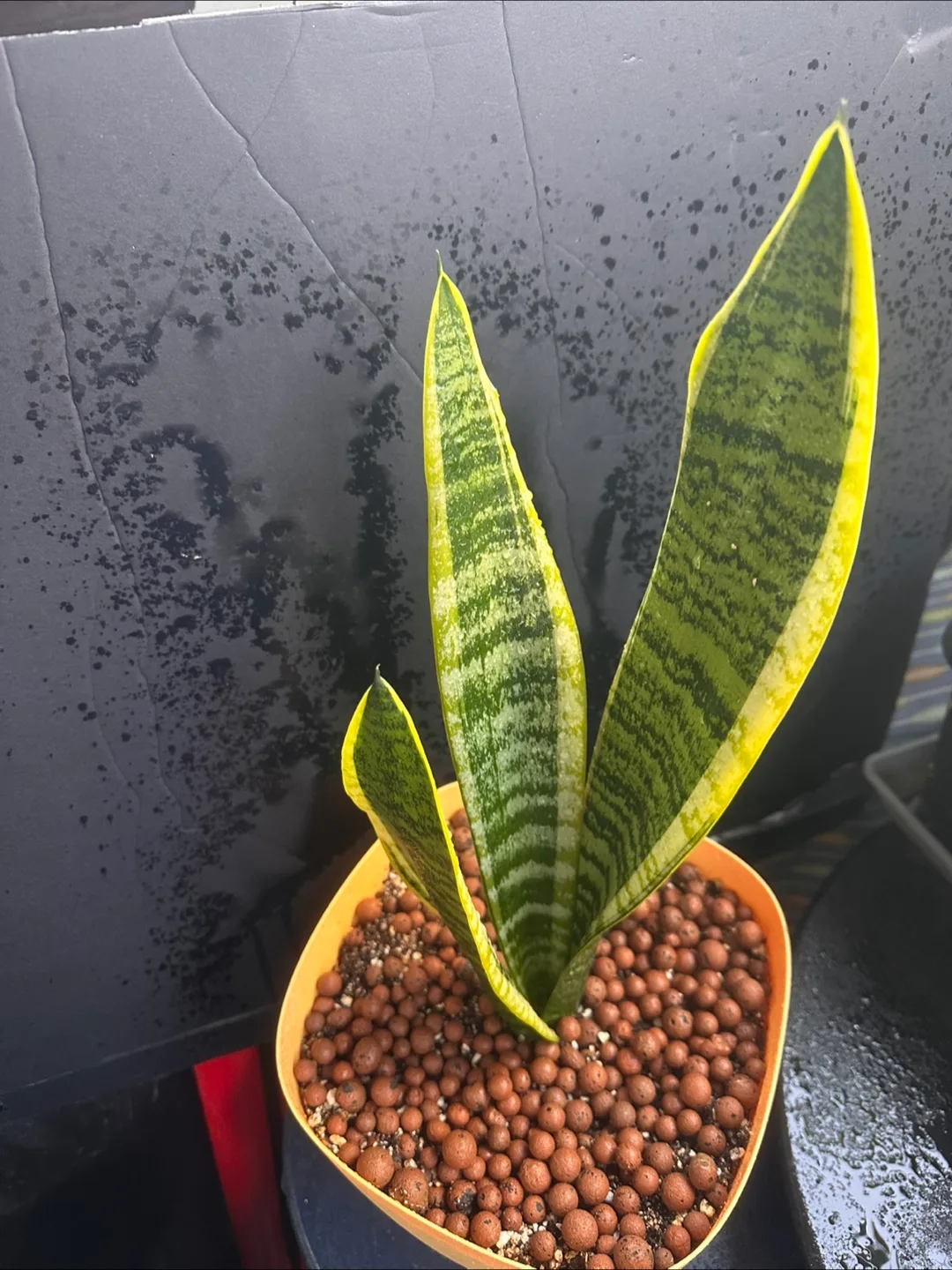 Snake Plant image indicator(4)