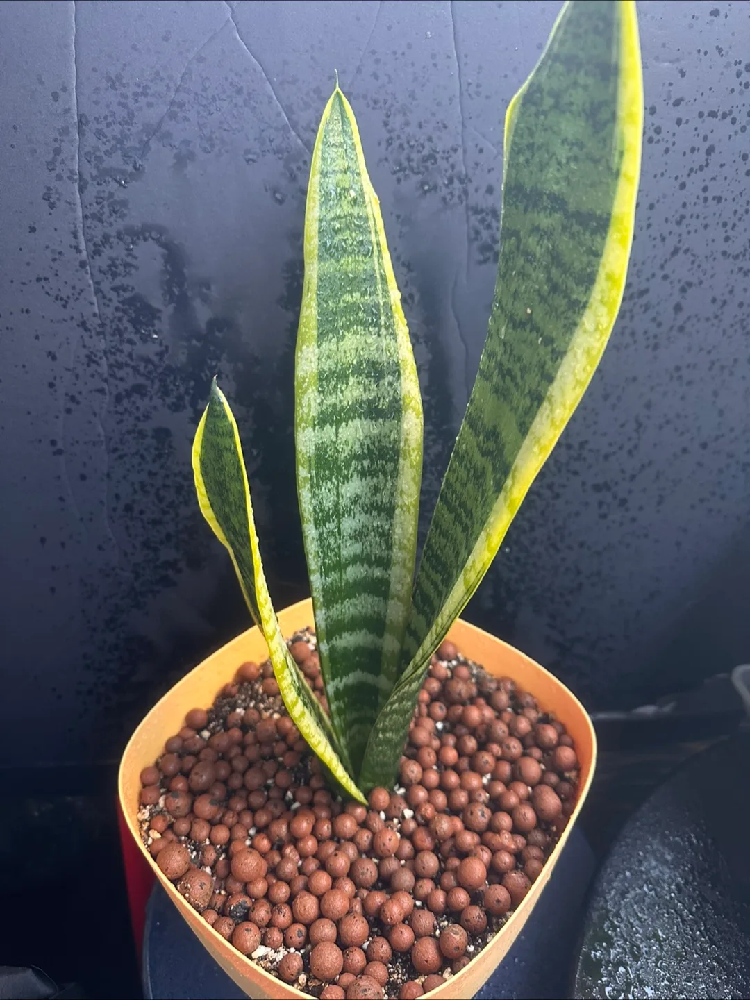 Snake Plant thumbnail