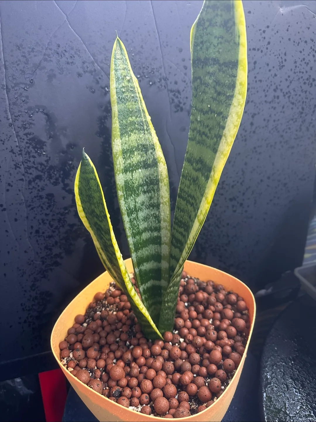 Snake Plant image indicator(5)