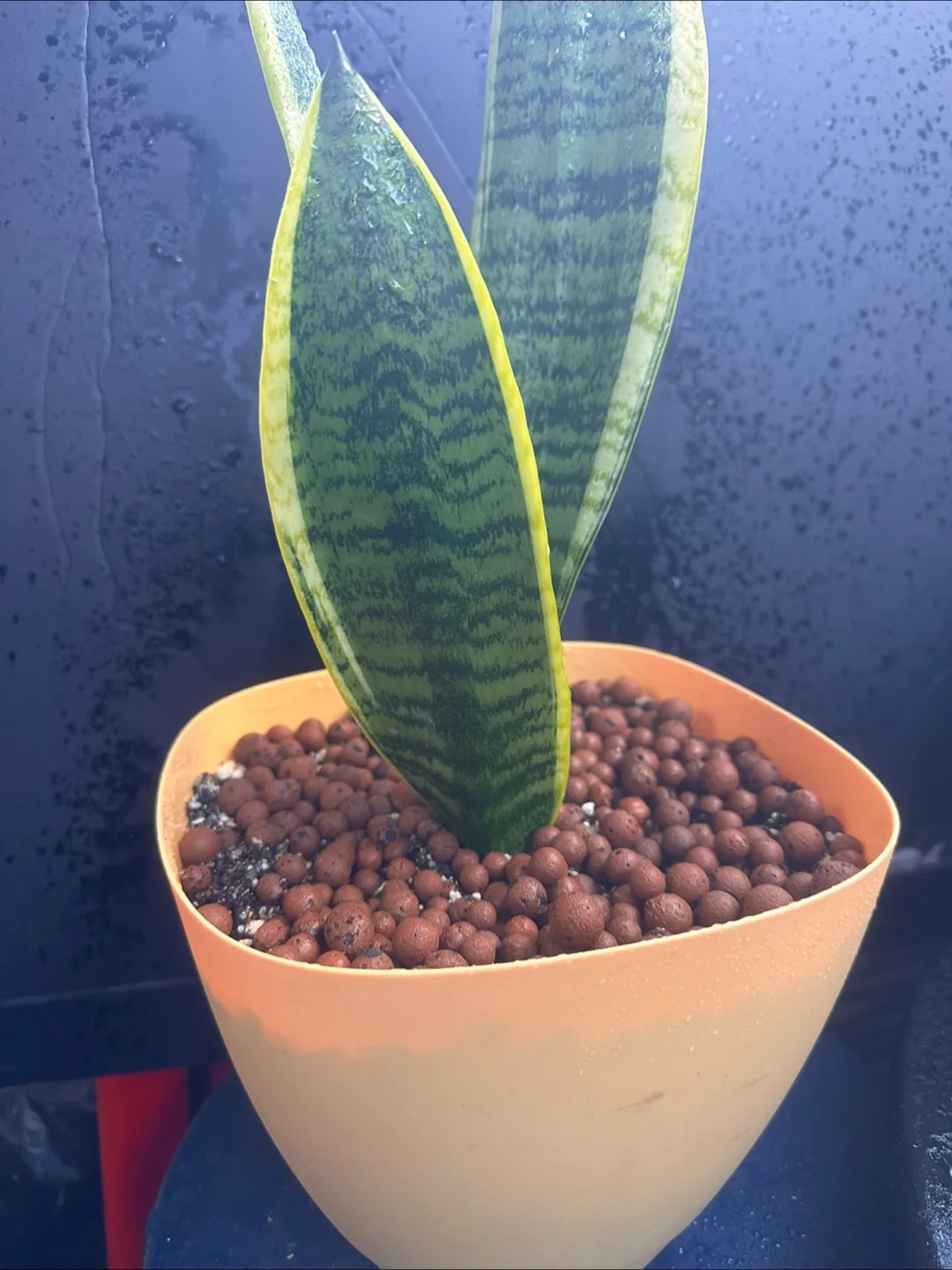 Snake Plant image indicator(6)