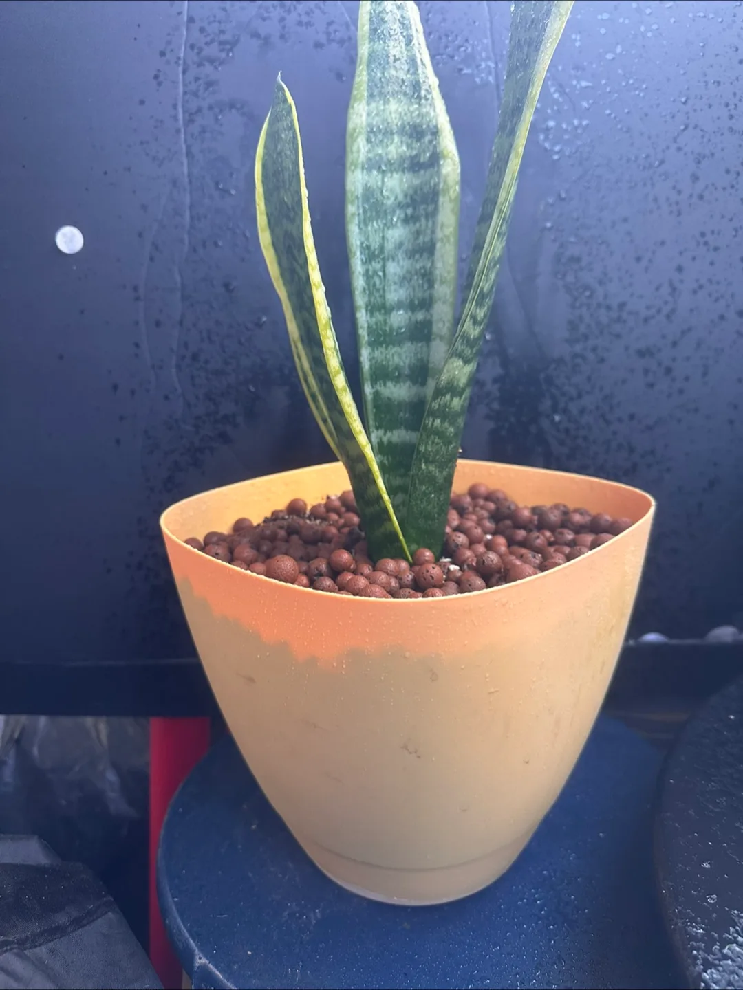 Snake Plant image indicator(2)