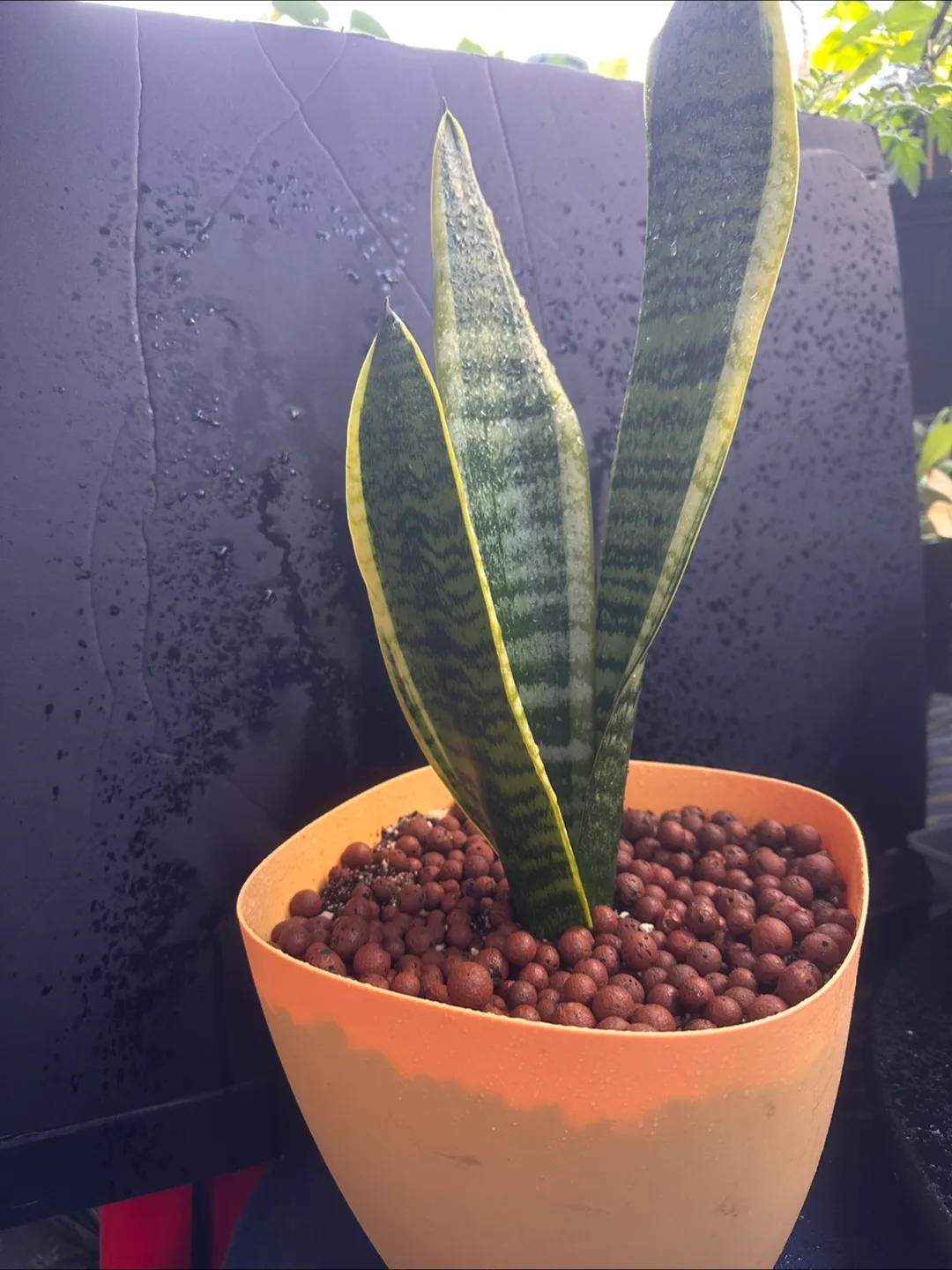 Snake Plant image indicator(3)