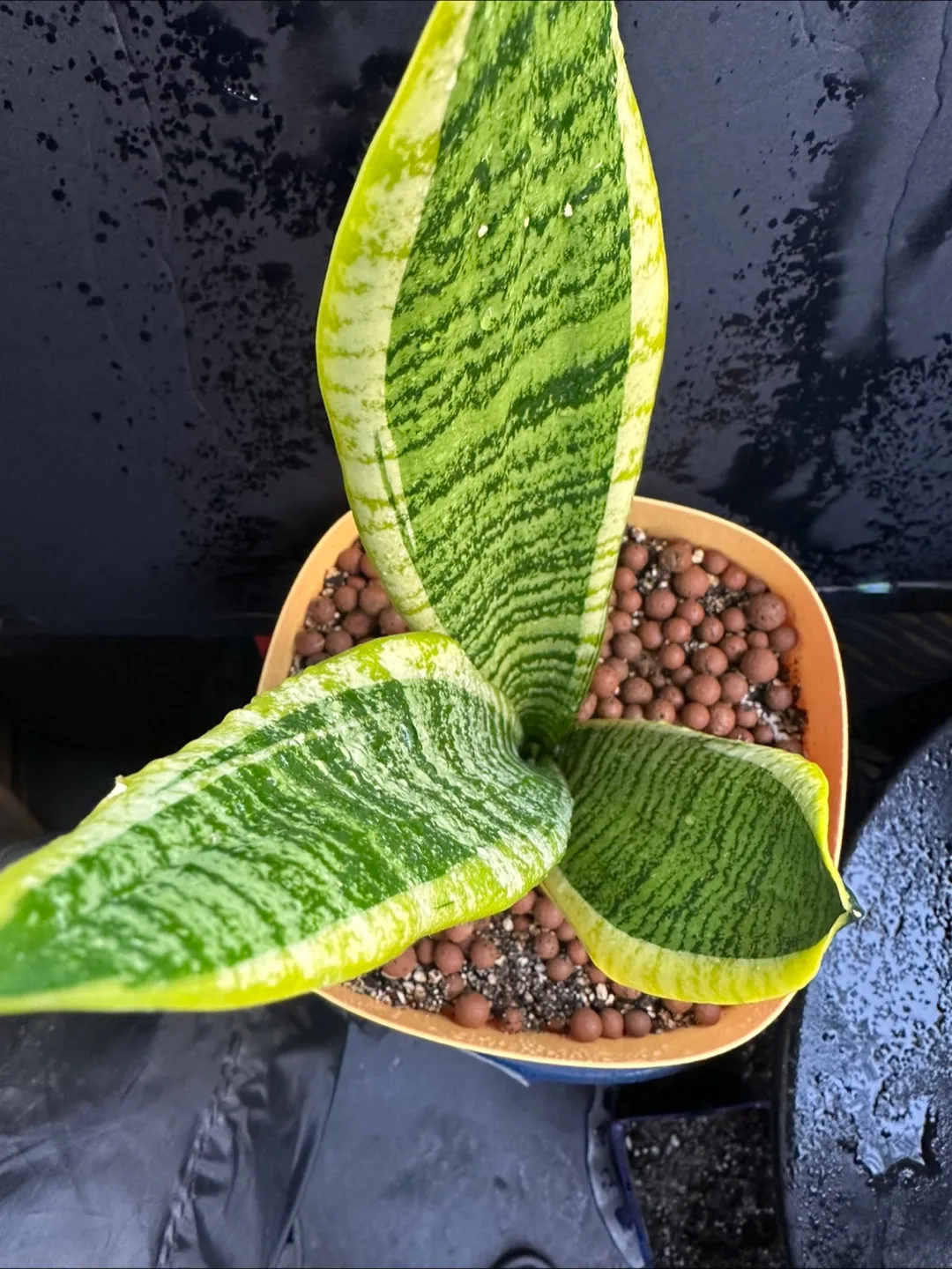 Snake Plant image indicator(7)