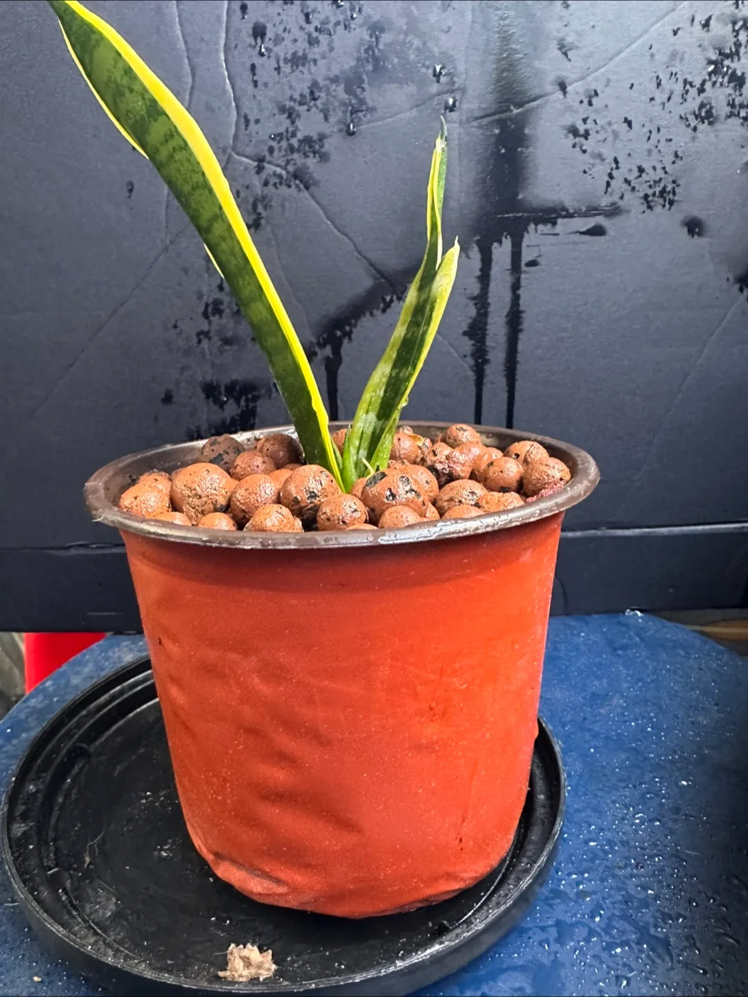Snake Plant in Pot image indicator(2)