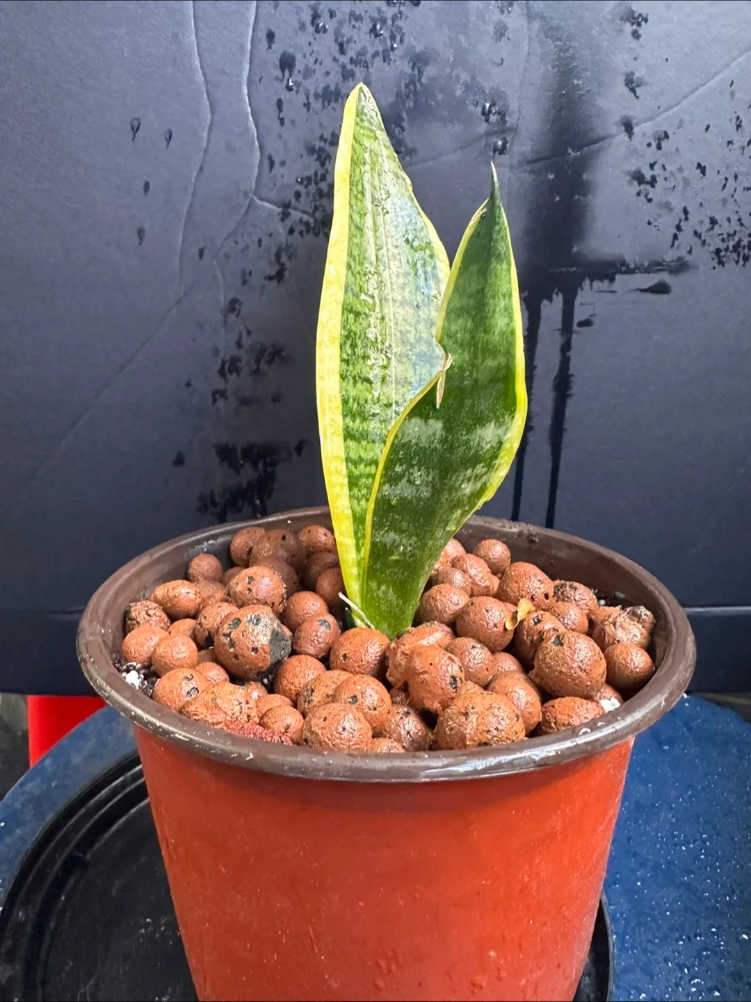 Snake Plant in Pot image indicator(3)