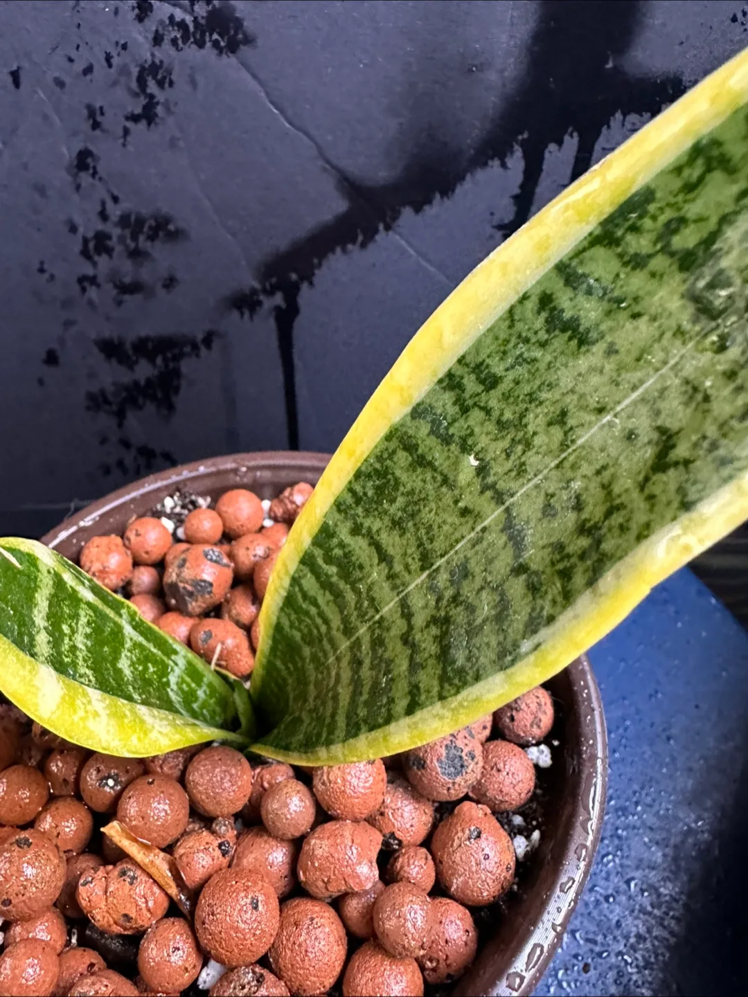 Snake Plant in Pot image indicator(4)