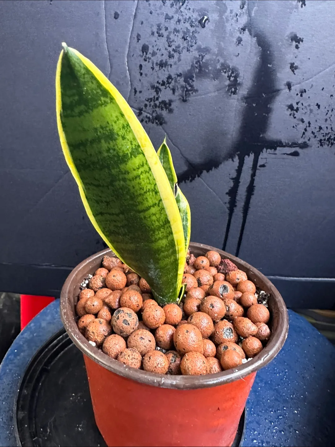 Snake Plant in Pot image indicator(5)