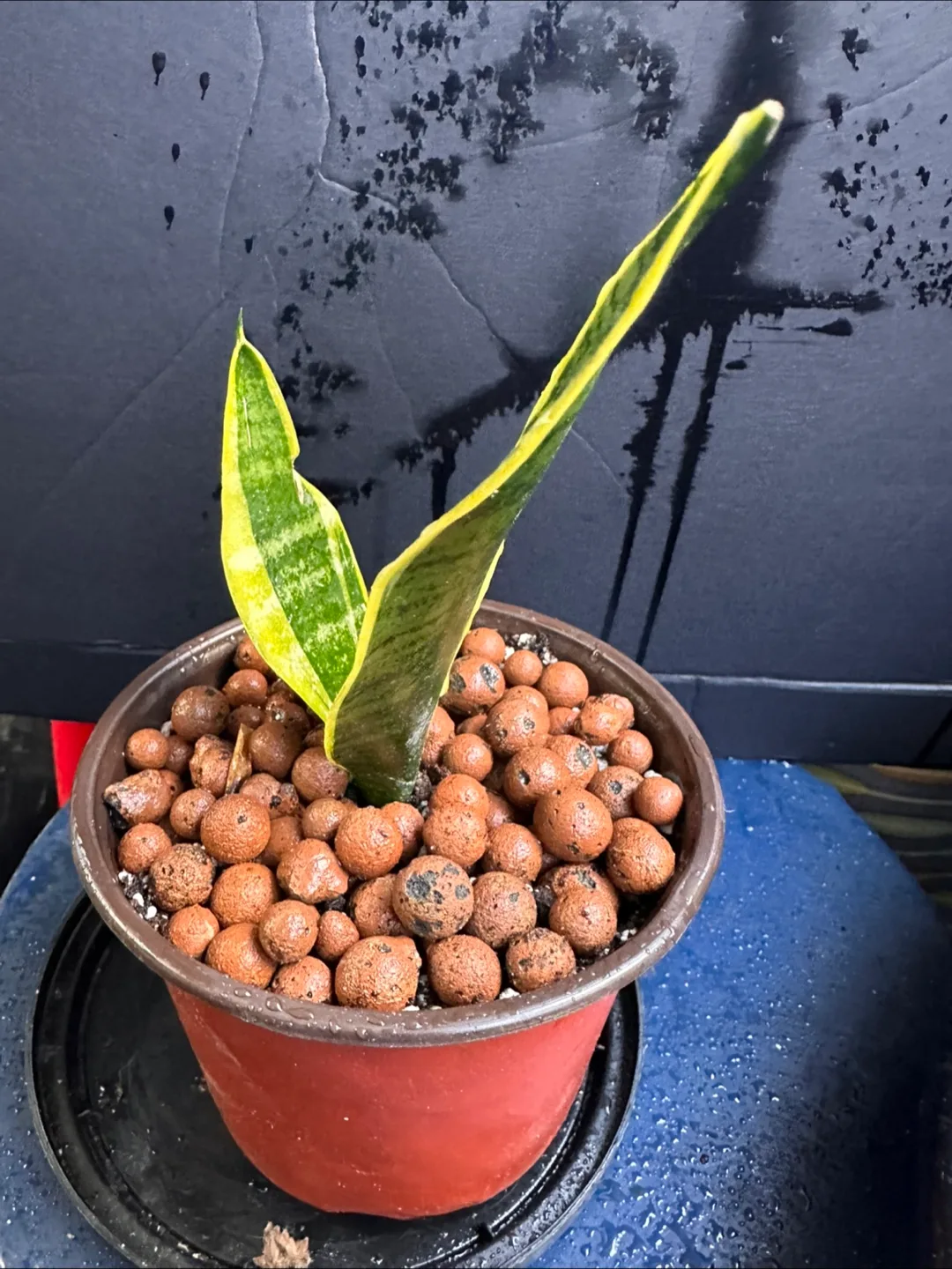 Snake Plant in Pot image indicator(6)