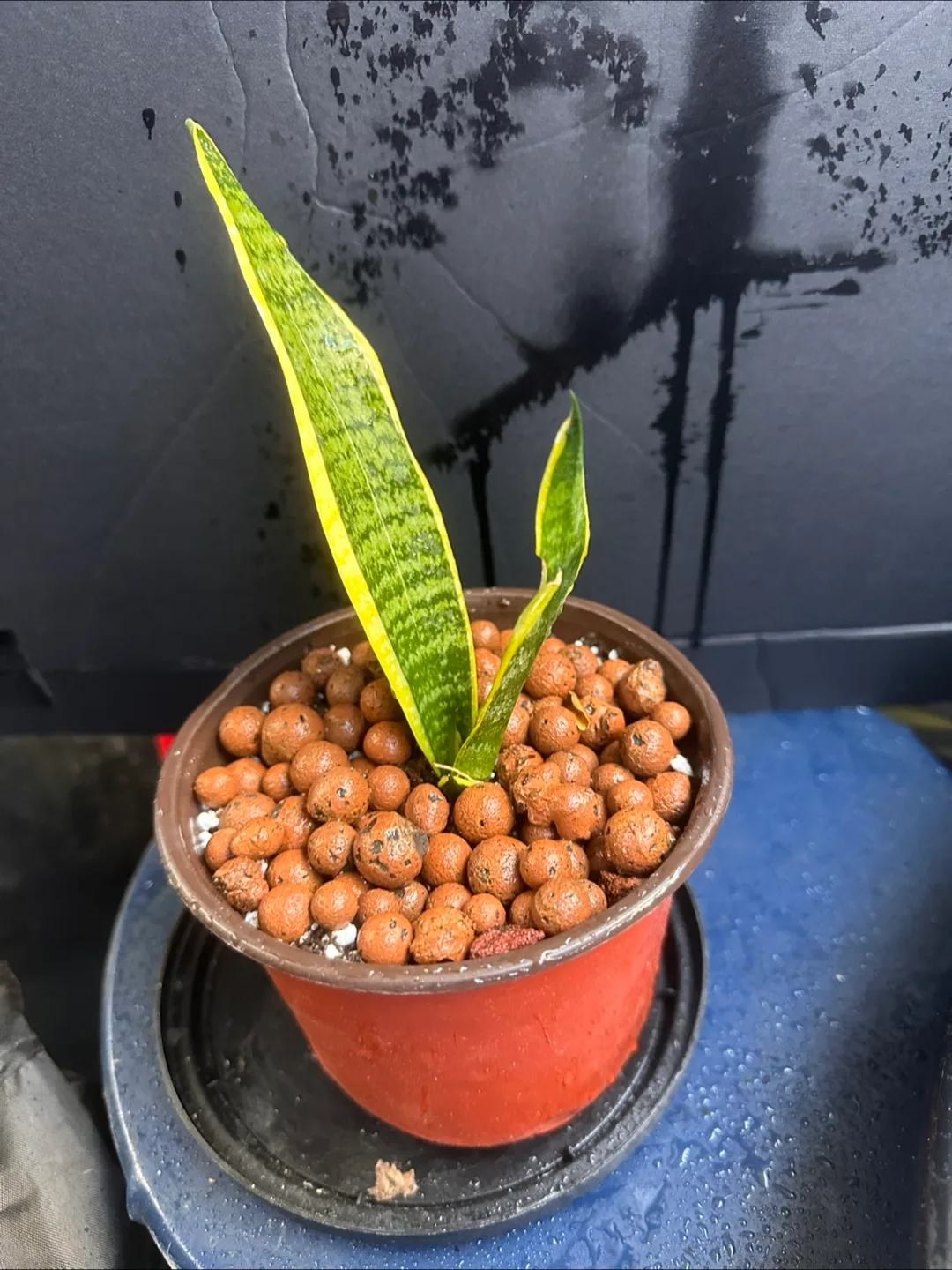 Snake Plant in Pot image indicator(7)