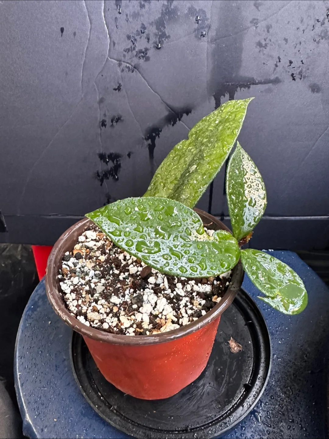 Hoya Plant image indicator(5)