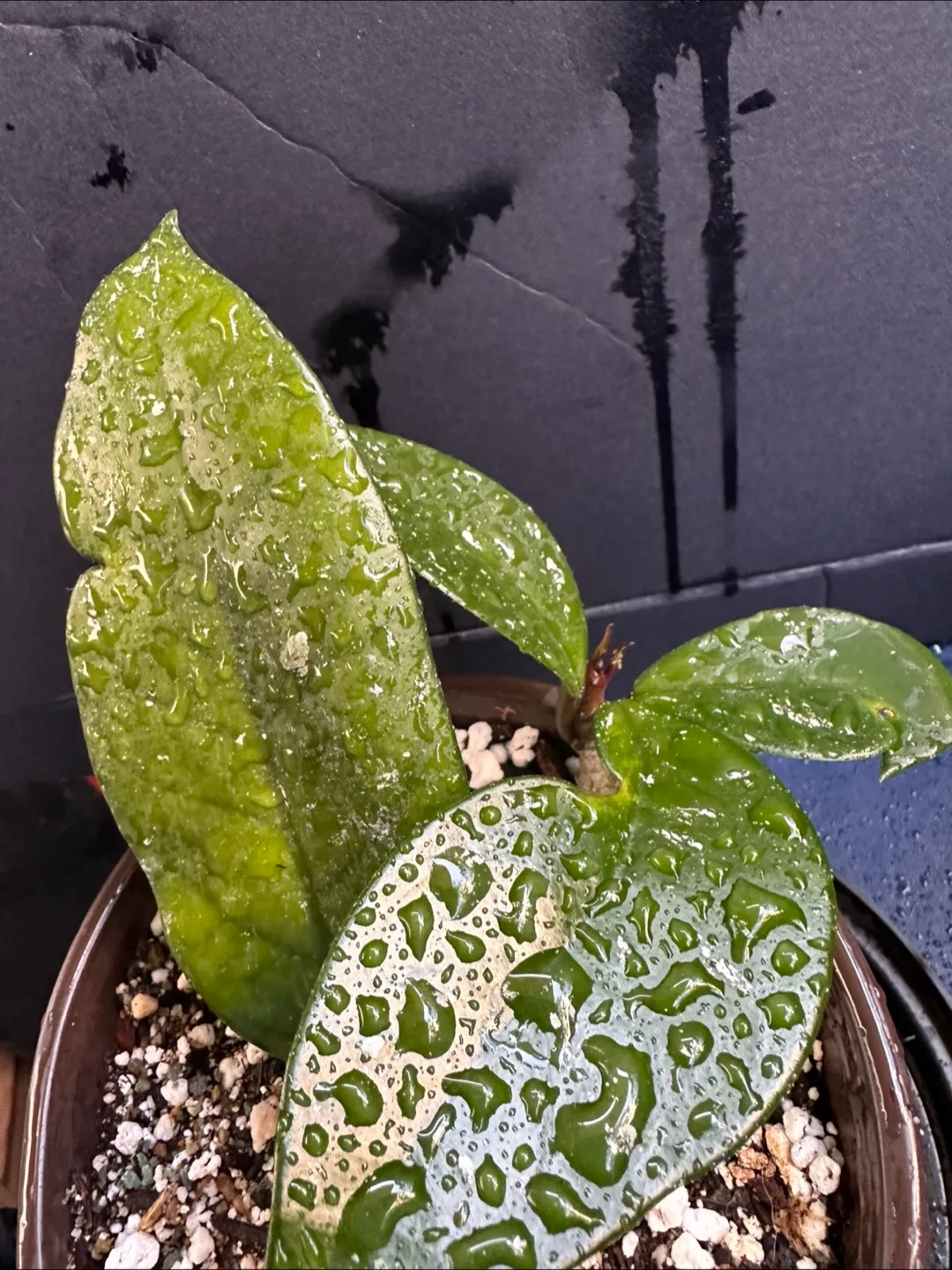 Hoya Plant image indicator(6)