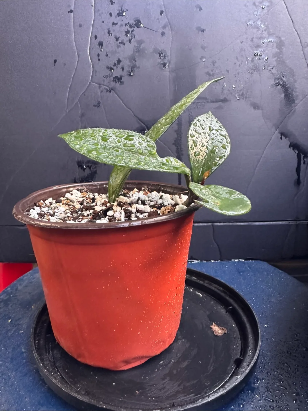 Hoya Plant image indicator(3)