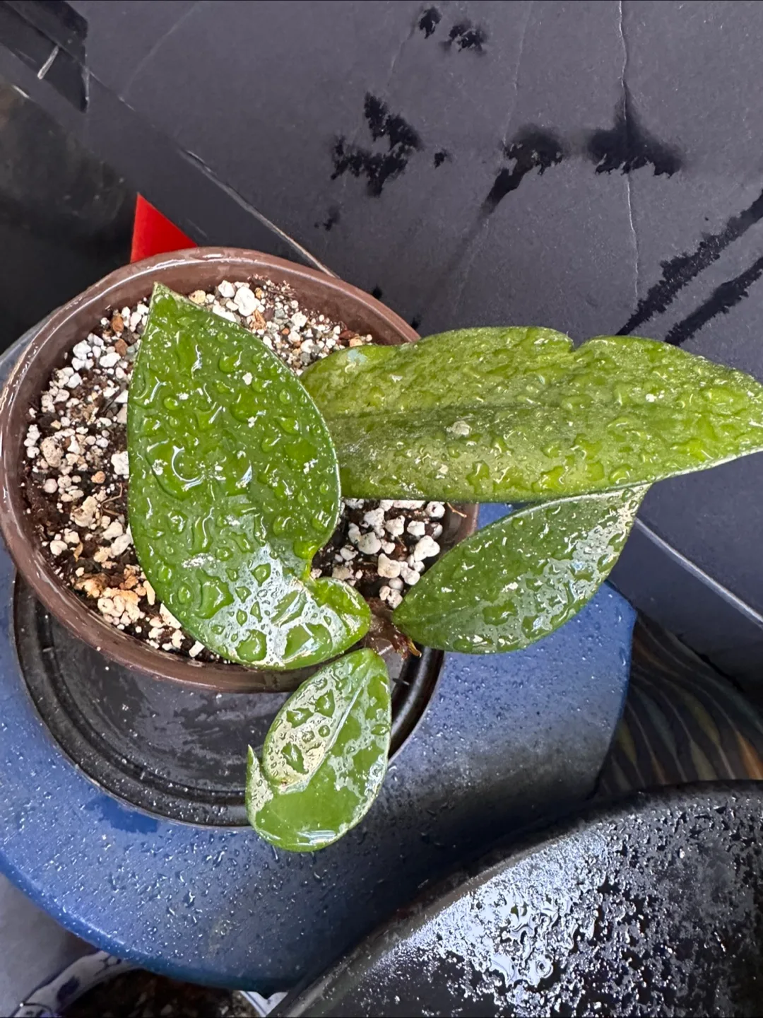 Hoya Plant thumbnail