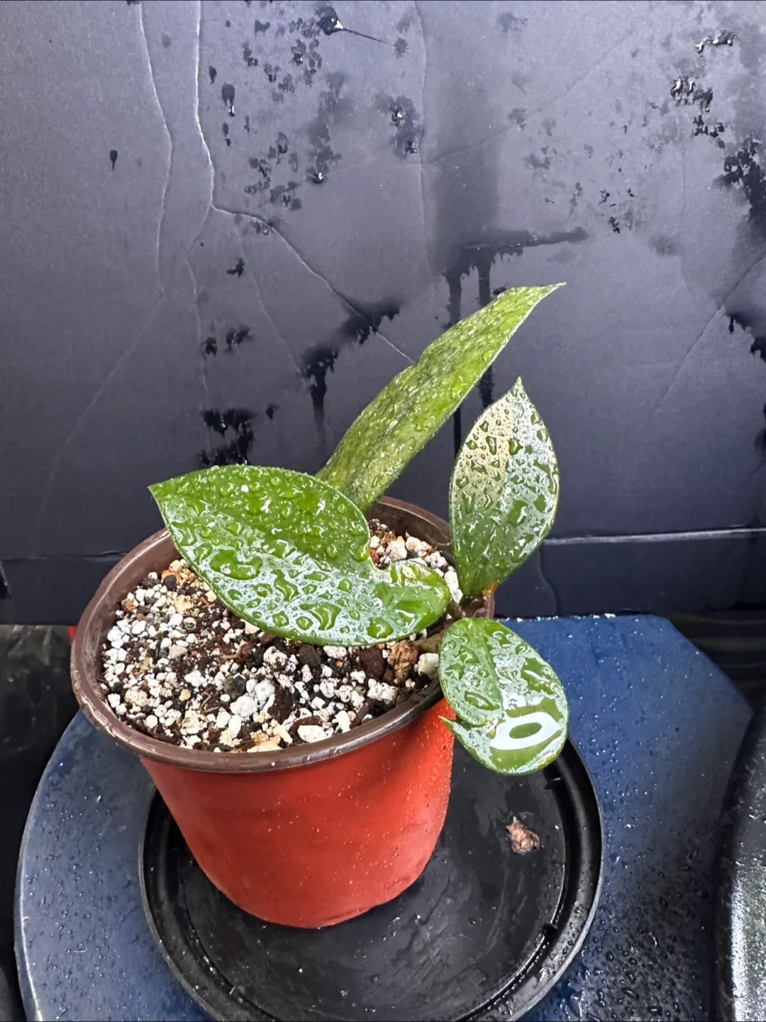 Hoya Plant image indicator(2)