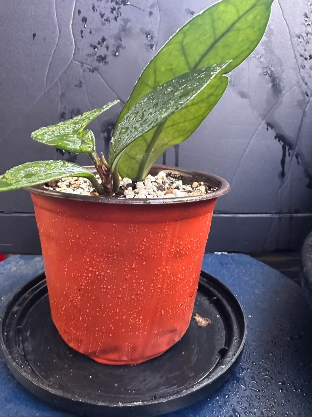 Hoya Plant image indicator(7)